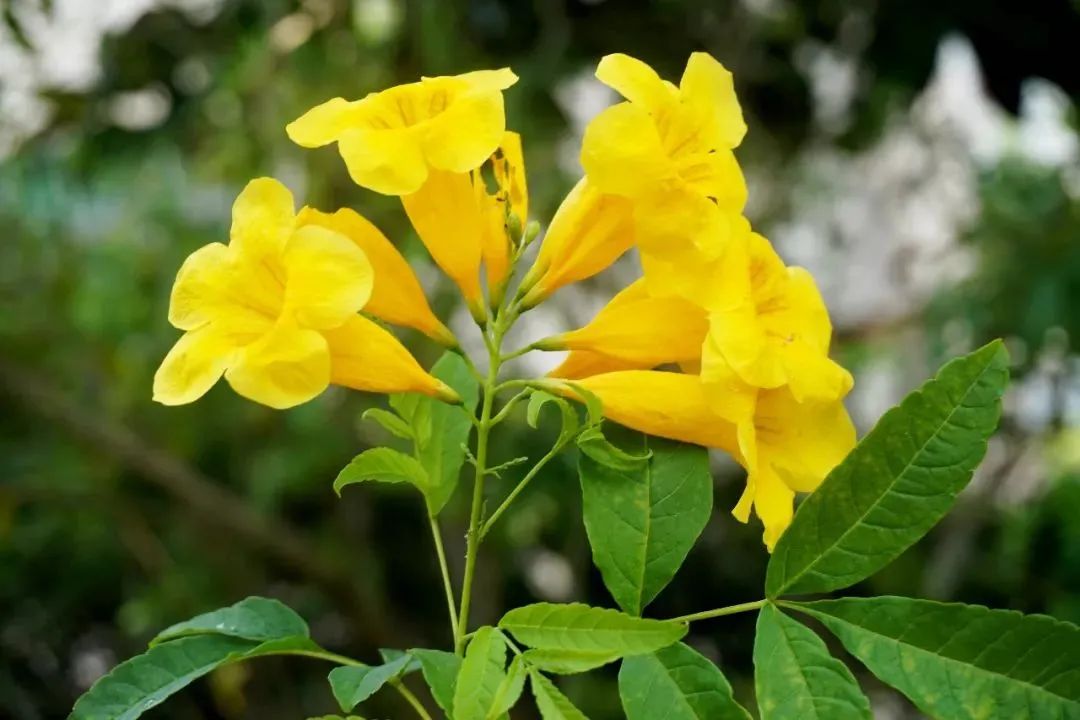 植物|闻香识花之法国香水