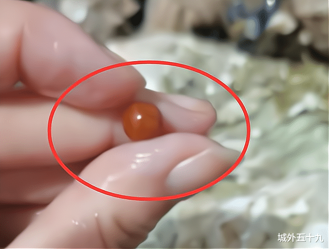  女子吃出珍贵海螺珠，卖海螺老板讨要，贪婪的人是否更短视？