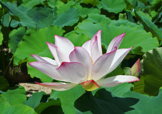 星临天下|8月15号开始,4属相喜事临门,财源广进,生活越来越幸福