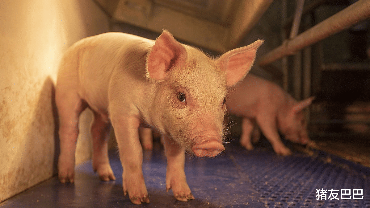 生猪价格 4月8日，猪价“闪”到冰点，行情踏破“底线”，4月猪价难了！