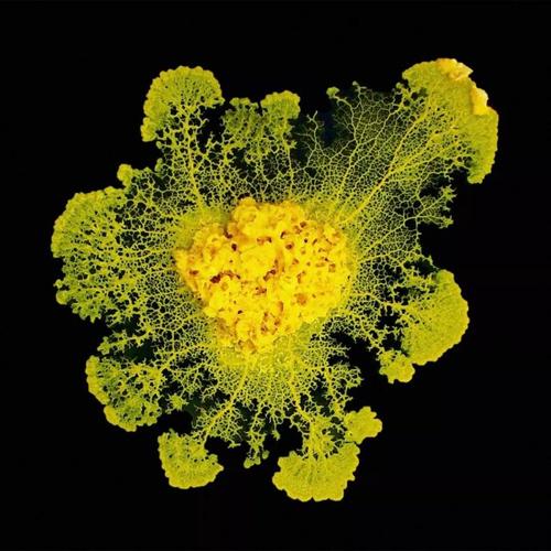 成哥看社会|生物奇探:地球上聪明的几种生物,倭黑猩猩已经几乎接近人的智商