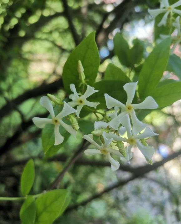 向阳园艺|开花很香的风车茉莉花，种在盆里也能爆开，阳台党必备花卉