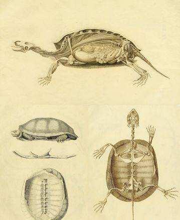 上海市|上海钓鱼人河道发现一只死乌龟,背上贴满人名,疑为是一大家子