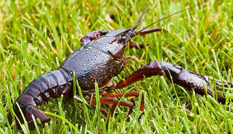  中国一年吃掉三亿吨虾，为何至今还没灭绝？小龙虾是如何繁衍的？