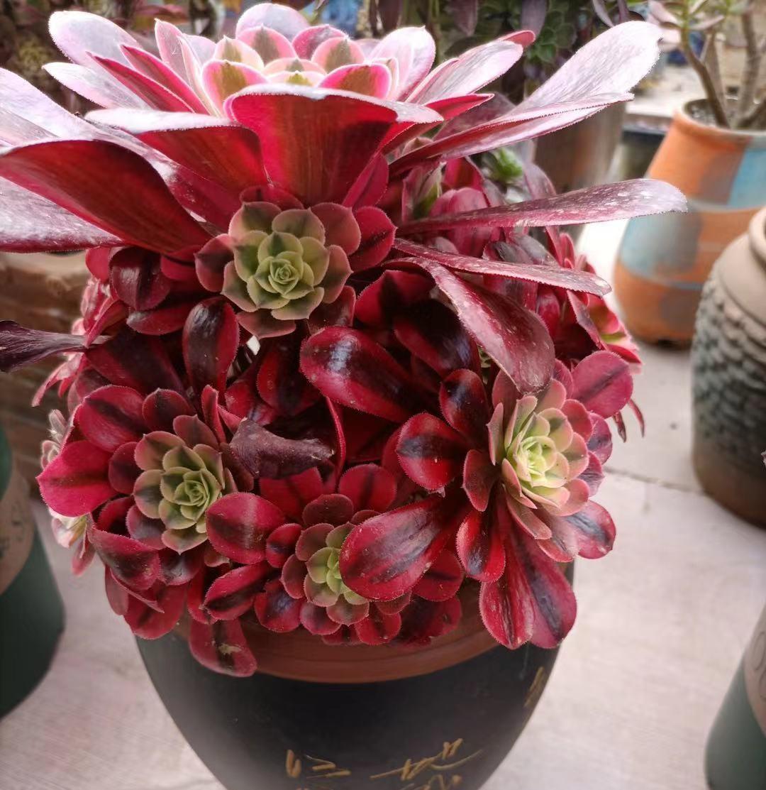 说说家装那点事儿|最受欢迎的10大多肉品种，颜值很高，深受花友喜欢，你养了吗