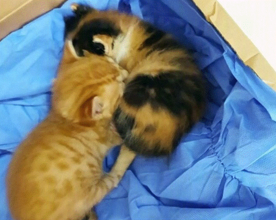 医生 流浪猫“碰瓷”白衣天使！猫：你懂我意思吗？医生：懂的