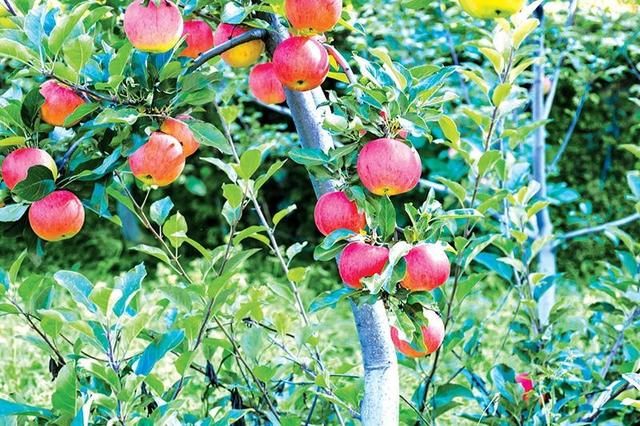 |秋到“花果园”采摘享农趣