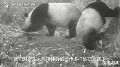 科学家 人类为什么要建立大熊猫精子库人工受精熊猫?