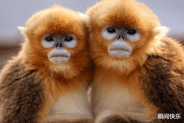 属牛|家中若有这3个生肖，2021年必当业绩爆棚，一帆风顺，事业兴隆