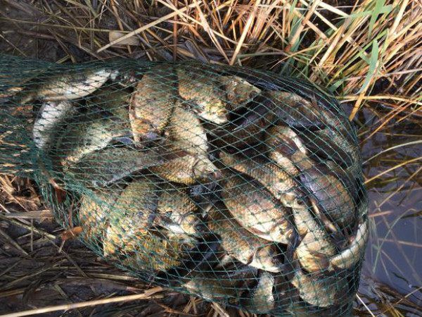 猪肉|五种野钓大鱼的神饵,都藏在你家的厨房,老钓鱼人都在偷偷用