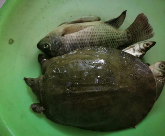 |广州一钓鱼人钓获大河鳖，刚上岸鱼钩就断了，网友：运气不错