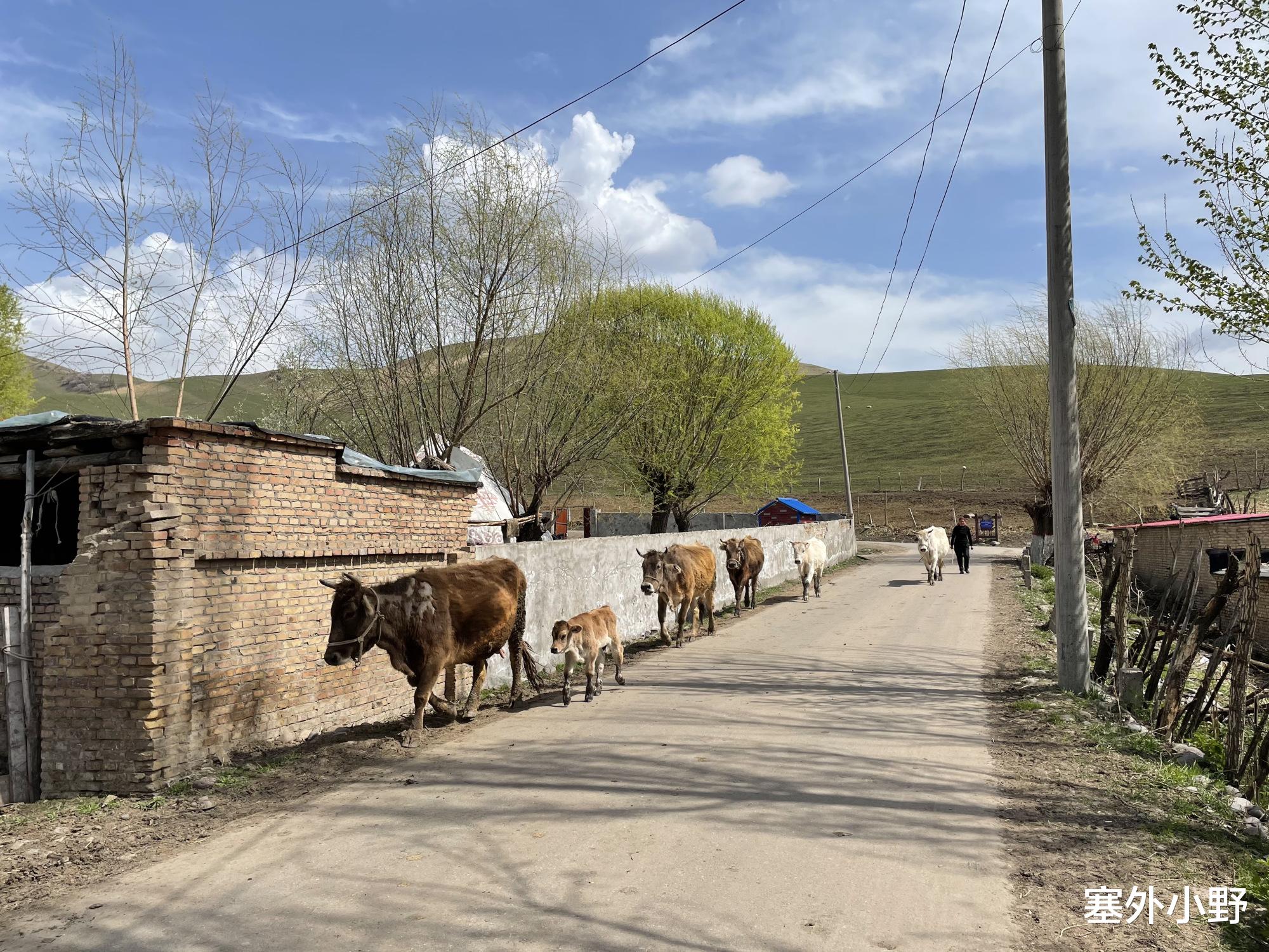 伊宁 新疆竟藏着一座江南之城,被评为十大宜居小城之一,西部百强县城
