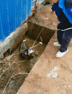铭洋说育儿|神回复:姓蛋(shan)想要一个“皮蛋瘦肉周”的网名,大神这名起的真牛