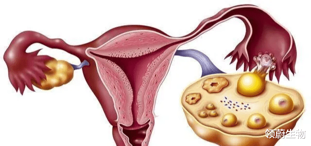 美国食品药品监督管理局|卵巢早衰闭经了?干细胞逆转更年期,改善卵巢功能!