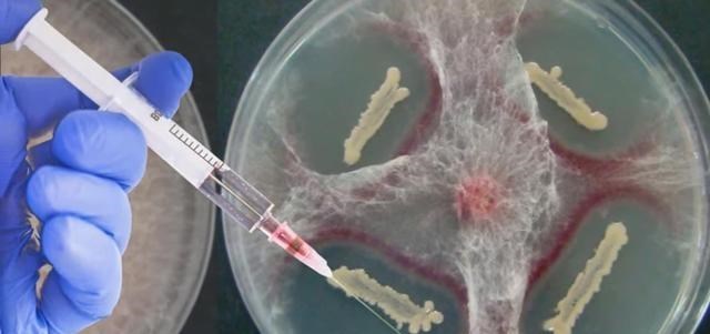 科学家 为了永生,科学家为自己注射350万年前的细菌,现在怎样了?