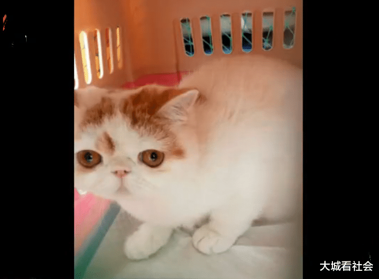 大城看社会 让网约车司机送猫狗，结果对方一去不回，晚上手机就关机