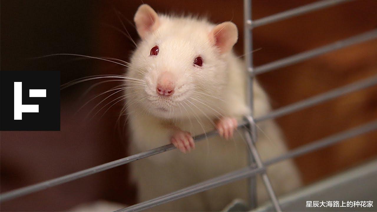 科学家 俄罗斯惊现诡异“鼠王”，5只老鼠尾巴交缠打死结，专家无法解释