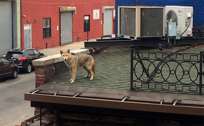 基因 美国有一种狼，为了能做到全国性分布，与狗攀成了亲家