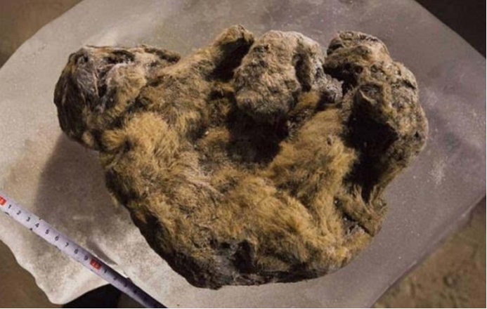 伊隆·马斯克 又是史前生物！西伯利亚发现2.8万年前洞穴小狮子，胡须保存完好