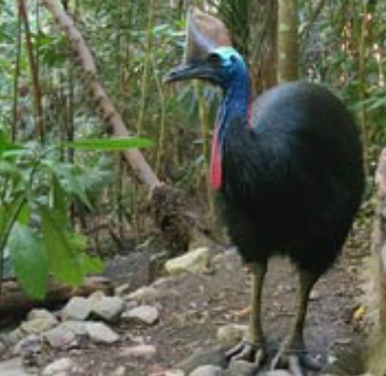 鹤鸵 更新世晚期的人类可能在1.8万年前开始饲养“世界上最危险的鸟”