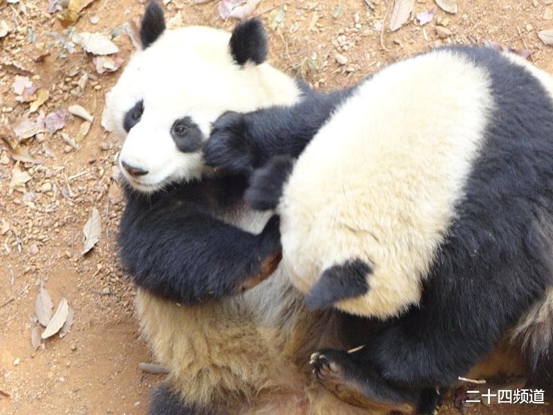 二十四频道 黑龙江一女教师因学生在教室有不雅行为，对其掌掴辱骂，被记过处分