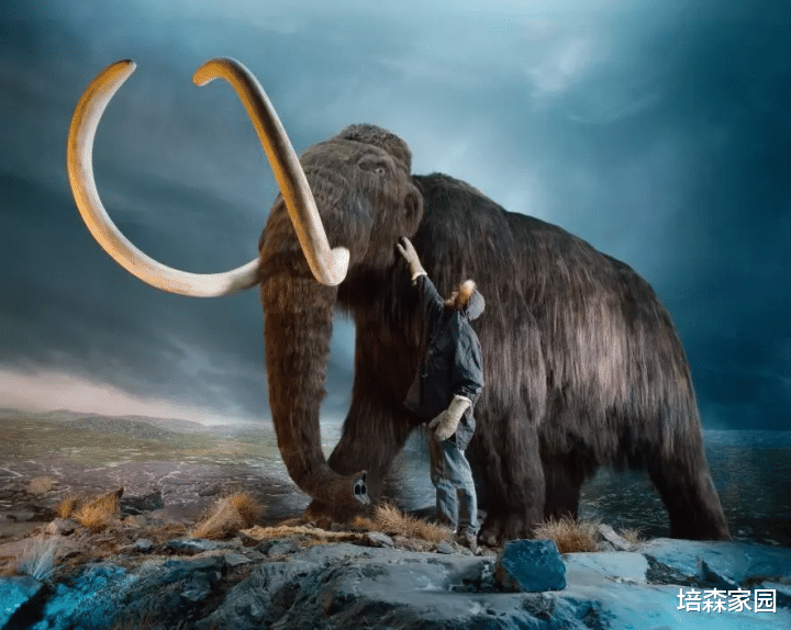 猛犸象 冰河时期的猛犸象，真的要“复活”了吗？