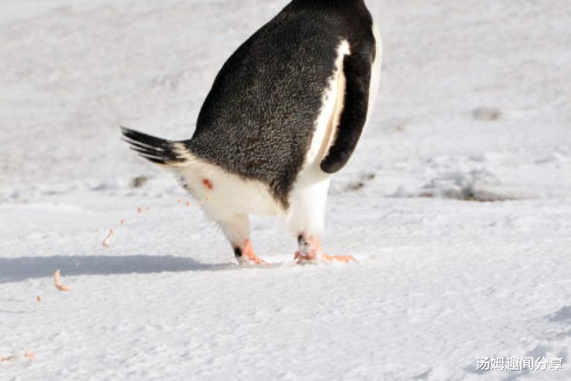 科学家 企鹅可能是“天外来客”！便便中发现了和金星上一样的物质