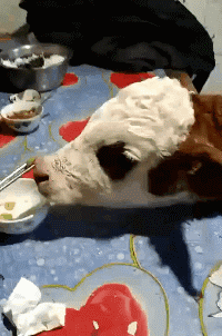 范冰冰|我老婆长相酷似范冰冰,甚至比她还年轻!