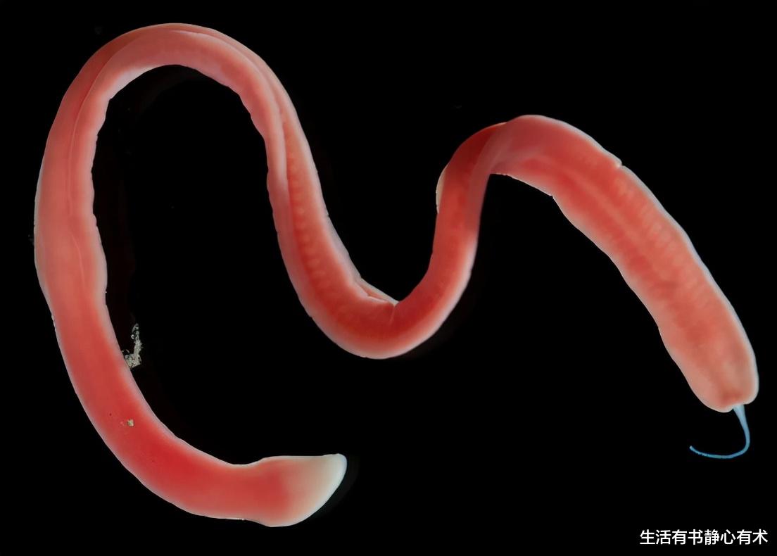 生活有书静心有术|涨知识，每日一点冷知识