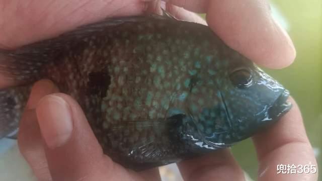 新世界|广东一男子野钓遇怪鱼,本以为是保护动物,网友:放心的随意处置