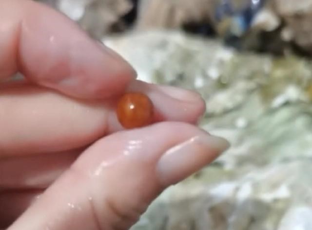 劳荣枝 安徽一女子吃海螺吃出稀有珠子，估计价值不菲，女子：疑似海螺珠
