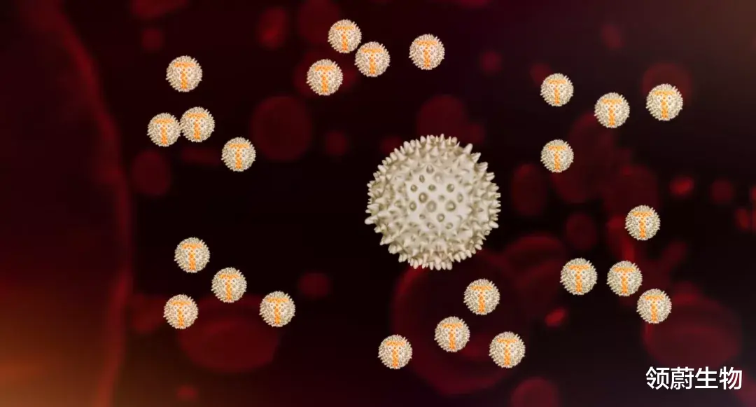 car-t ??《Cell》最新！攻进实体瘤！CAR-T疗法新帮手，不仅提高疗效还能使治疗效果更长久