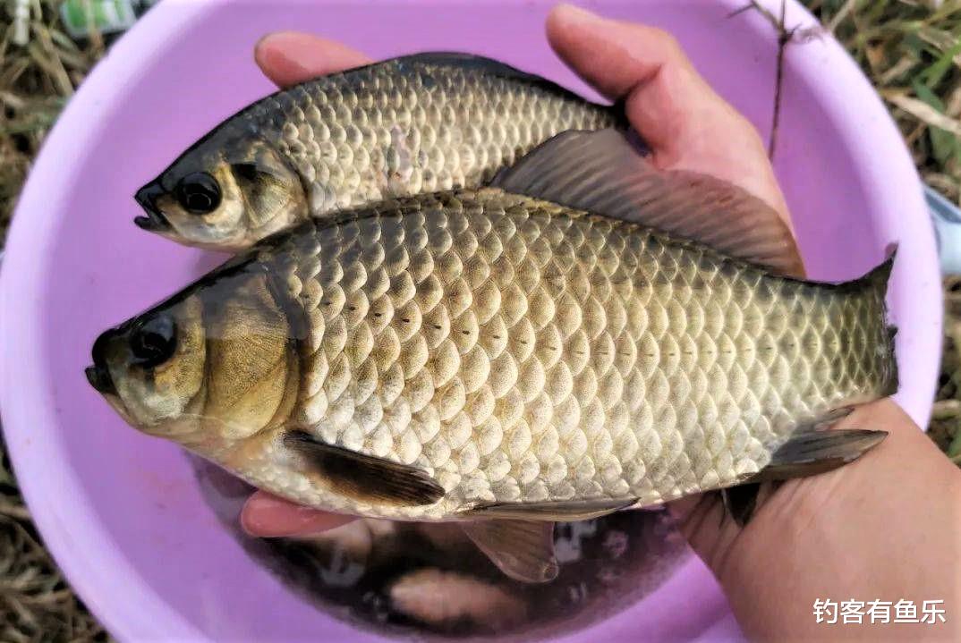 |用蚯蚓钓鱼，究竟怎样挂钩才好？这3点不注意，万能饵变无能饵