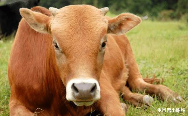 属牛|1月3号到1月13号，生肖牛披荆斩棘乘风破浪，在职场中闪耀发光