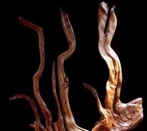 |崖柏不值钱了？这6种崖柏，一般人玩不起