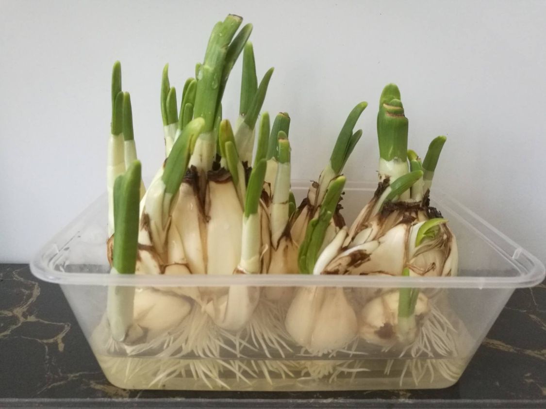 土家九妹|发芽的大蒜可以吃吗？营养师告诉你，发芽的大蒜其实比黄金还珍贵