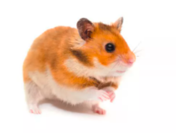  小白鼠不一定小，也不一定白