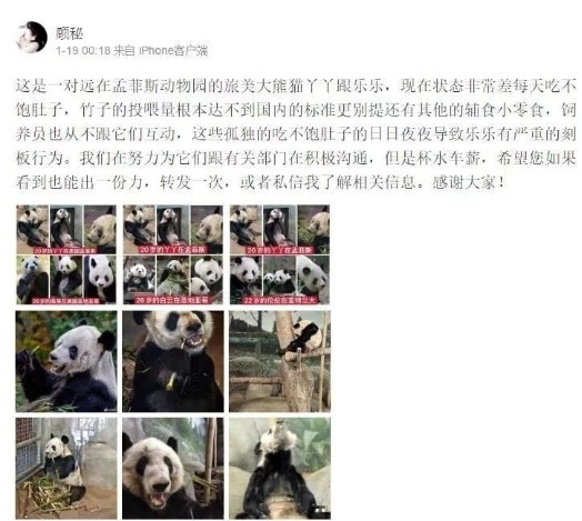 文文杂谈 旅美大熊猫瘦骨嶙峋：官方回应