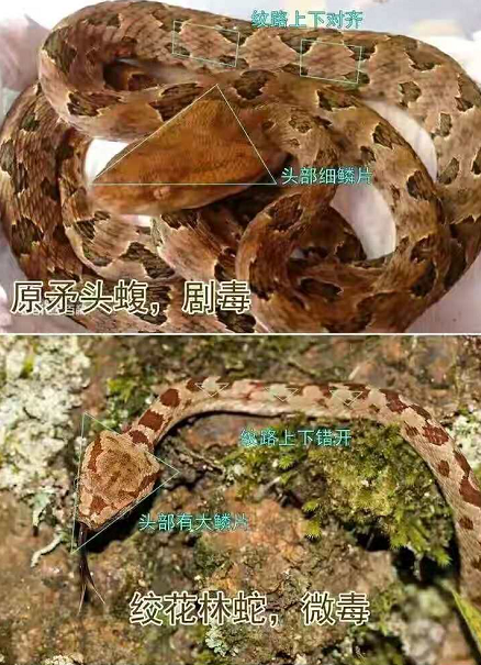 毒蛇 三角形头部的蛇都有毒？看看这几种常见的无毒蛇，又该如何区分？