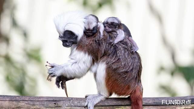  4万只到6千只，巴掌大的小猴子，也算为人类作出过不小“贡献”