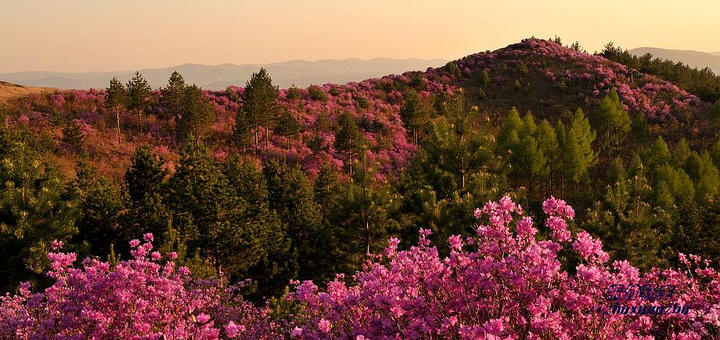 1种花叫“枯木逢春”, 看到有卖的记得随手举报,盗挖濒危植物可耻