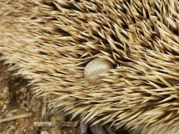 济南新闻网 这样带娃“遛”公园,普通公园也能逛出动物园的感觉