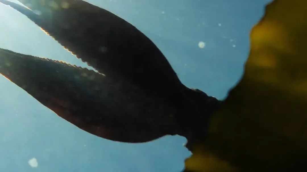 章鱼 一段奇特的“人兽恋”攫取了很多人的眼球