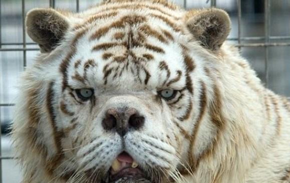 周新平说情感|俗语“白虎穿堂,家败人也亡”白虎是啥?不少人都不清楚