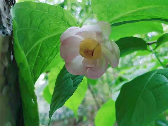 杭州24小时 浙江省生物名片夏蜡梅在清凉峰迎来花期