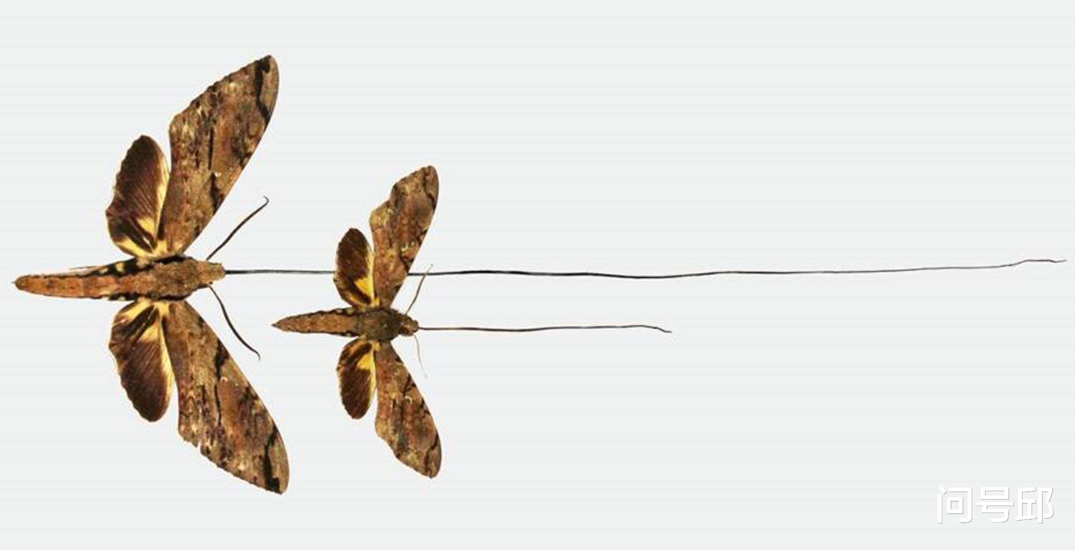 石榴树 一种马达加斯加特有的30厘米长喙蛾子，与彗星兰存在“暧昧”关系