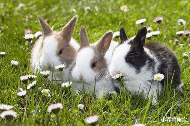 小乔星座官|大金兔，9月不再被束缚，贵人指点，突破瓶颈，工作日新月异