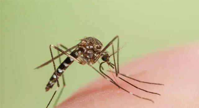 蚊子 为何地球上必须要存在蚊子?如果蚊子在地球上消失,后果会怎样?