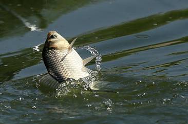 湖北|一入冬鱼儿就消失？知道这些小窍门，鱼儿乖乖来找你，鱼获翻倍