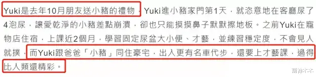 罗志祥|罗志祥借狗炫富惹争议,拍照背景全是大牌包,过个生日餐食都定制